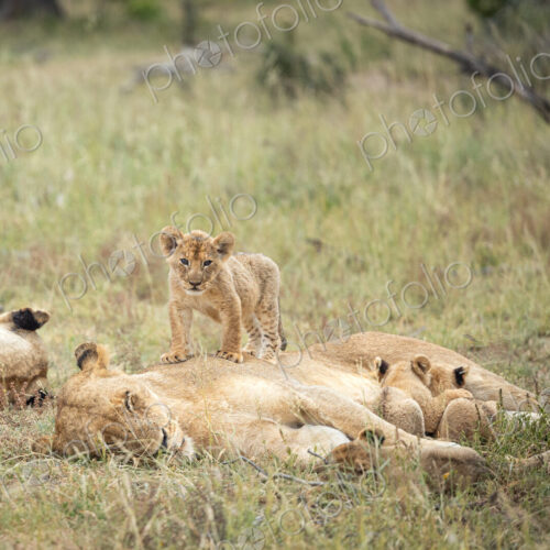 A lioness and her cubs, Panthera leo, lying in grass. A lioness and her cubs, Panthera leo, lying in grass.