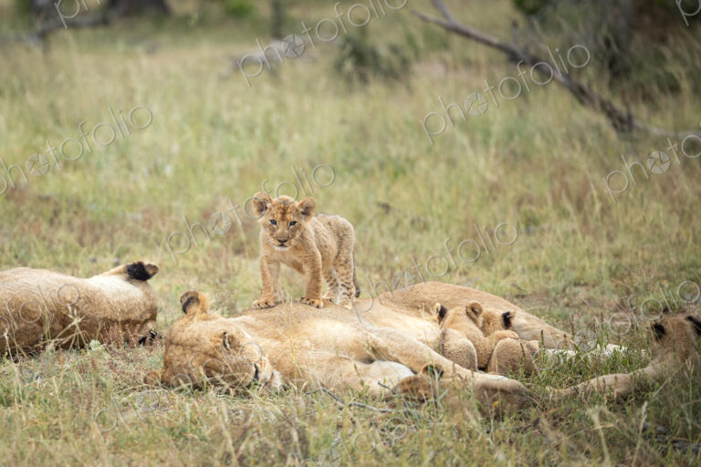 A lioness and her cubs, Panthera leo, lying in grass.