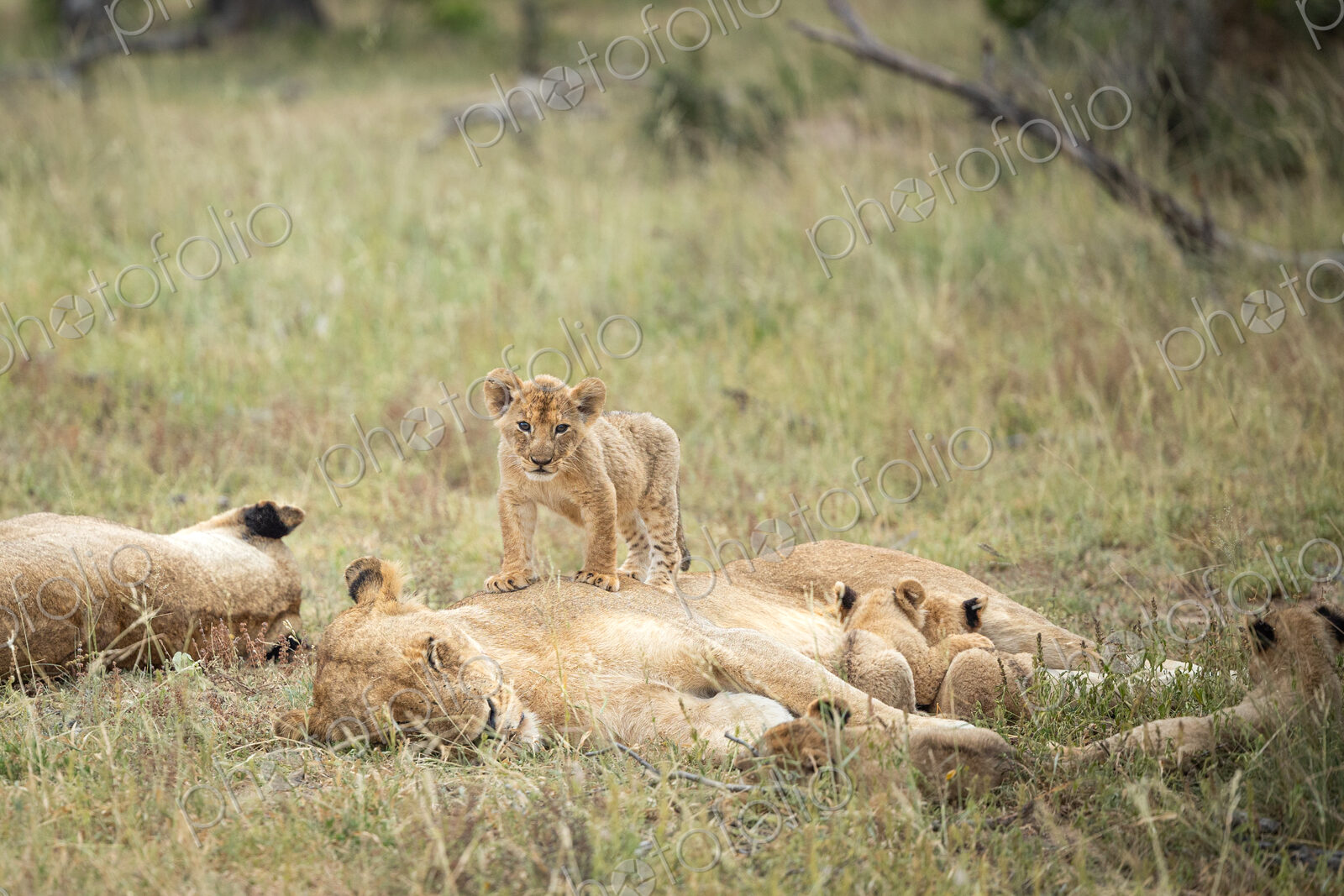 A lioness and her cubs, Panthera leo, lying in grass.