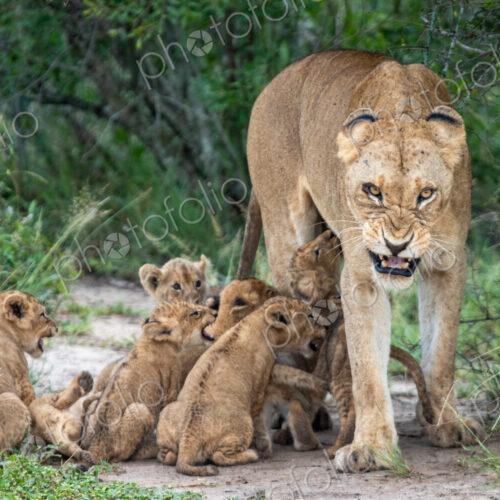 A lioness snarls while her cubs attempt to suckle, Panthera Leo. A lioness snarls while her cubs attempt to suckle, Panthera Leo.