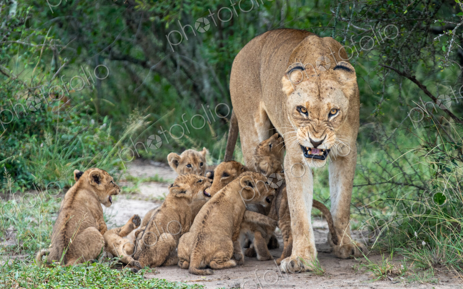 A lioness snarls while her cubs attempt to suckle, Panthera Leo.