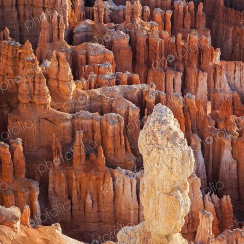A lone hoodoo stands prominently above a sea of red rock spires in Bryce Canyon, Utah. A lone hoodoo stands prominently above a sea of red rock spires in Bryce Canyon, Utah.