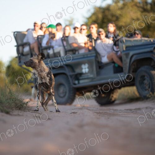 A low angle shot of a wild dog, Lycaon pictus, with a safari vehicle in the background. A low angle shot of a wild dog, Lycaon pictus, with a safari vehicle in the background.