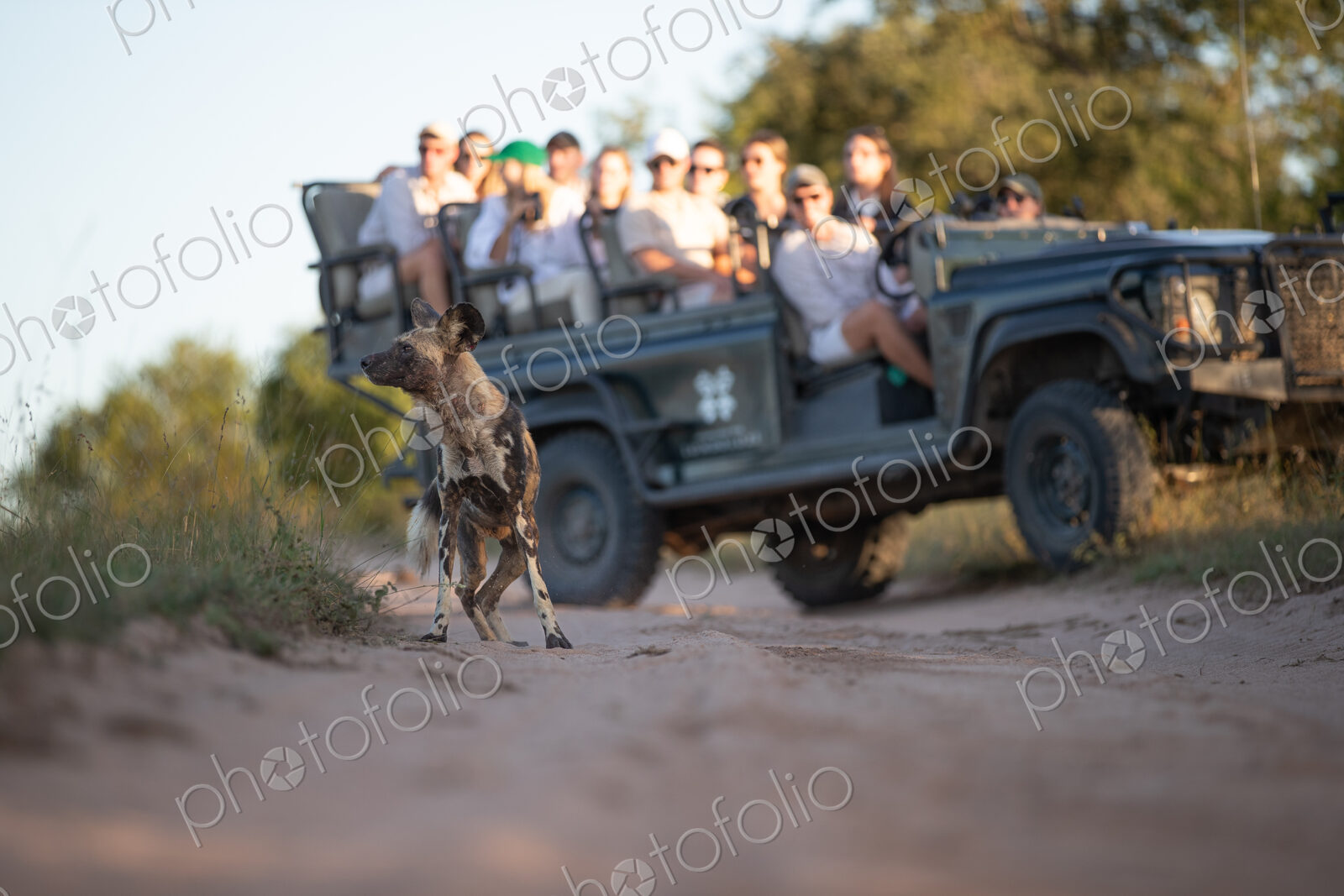 A low angle shot of a wild dog, Lycaon pictus, with a safari vehicle in the background.
