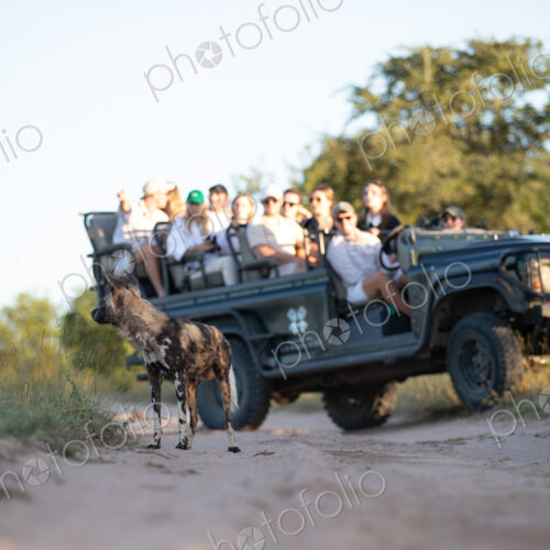 A low angle shot of a wild dog, Lycaon pictus, with a safari vehicle in the background. A low angle shot of a wild dog, Lycaon pictus, with a safari vehicle in the background.