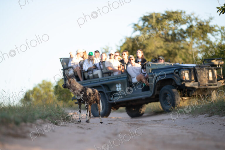 A low angle shot of a wild dog, Lycaon pictus, with a safari vehicle in the background.