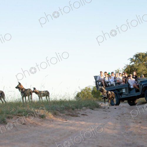 A low angle shot of a wild dog, Lycaon pictus, with a safari vehicle in the background. A low angle shot of a wild dog, Lycaon pictus, with a safari vehicle in the background.