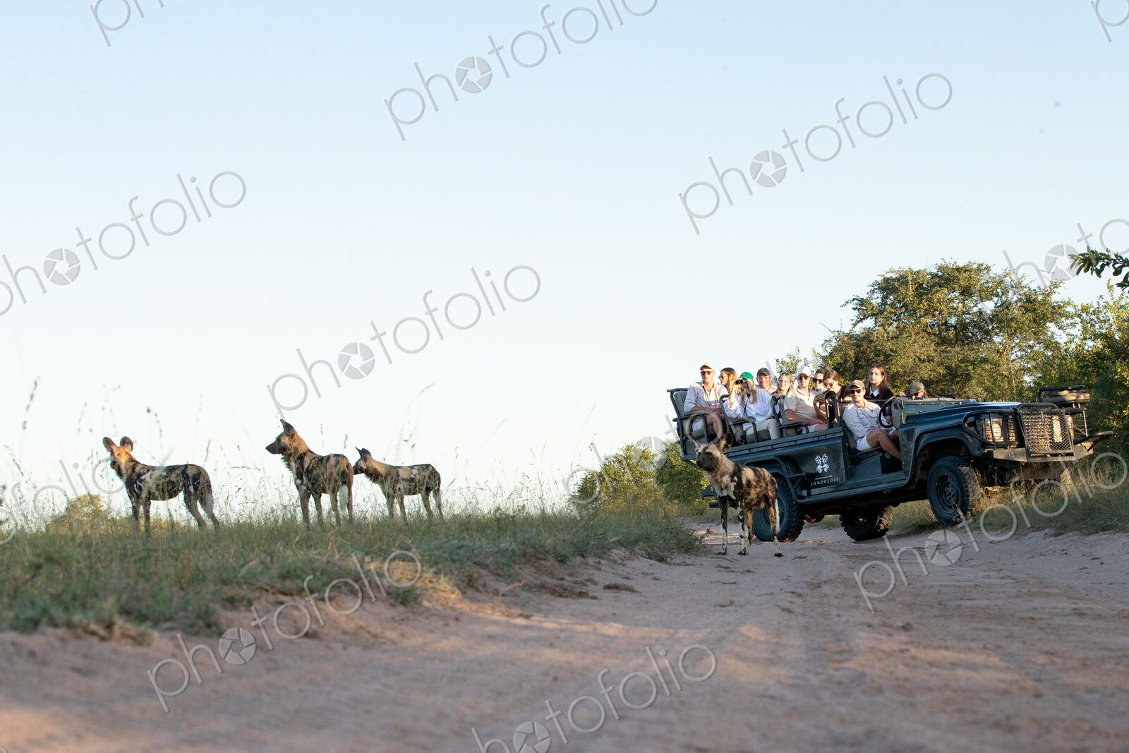 A low angle shot of a wild dog, Lycaon pictus, with a safari vehicle in the background.