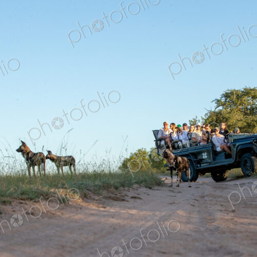 A low angle shot of a wild dog, Lycaon pictus, with a safari vehicle in the background. A low angle shot of a wild dog, Lycaon pictus, with a safari vehicle in the background.