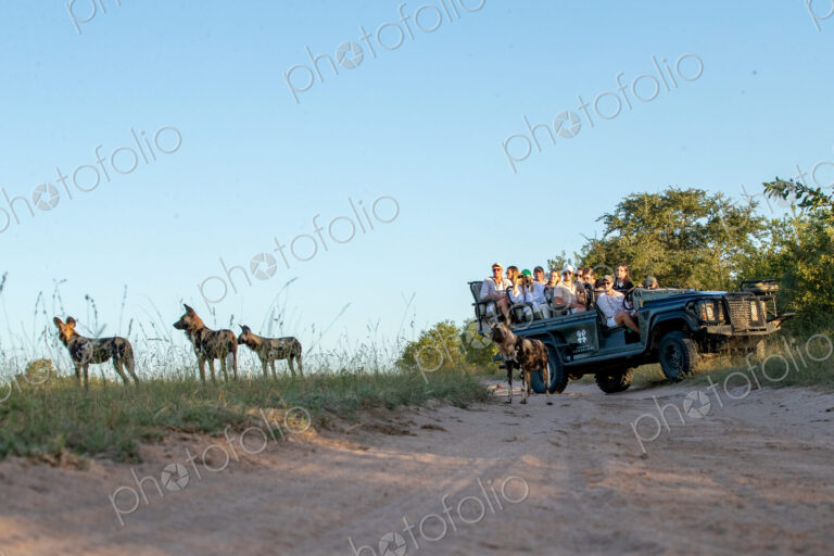 A low angle shot of a wild dog, Lycaon pictus, with a safari vehicle in the background.