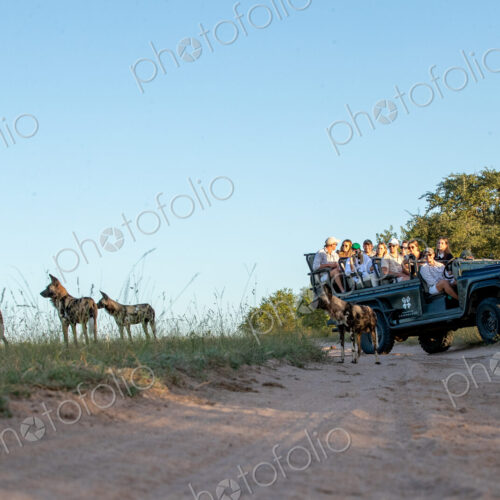 A low angle shot of a wild dog, Lycaon pictus, with a safari vehicle in the background. A low angle shot of a wild dog, Lycaon pictus, with a safari vehicle in the background.