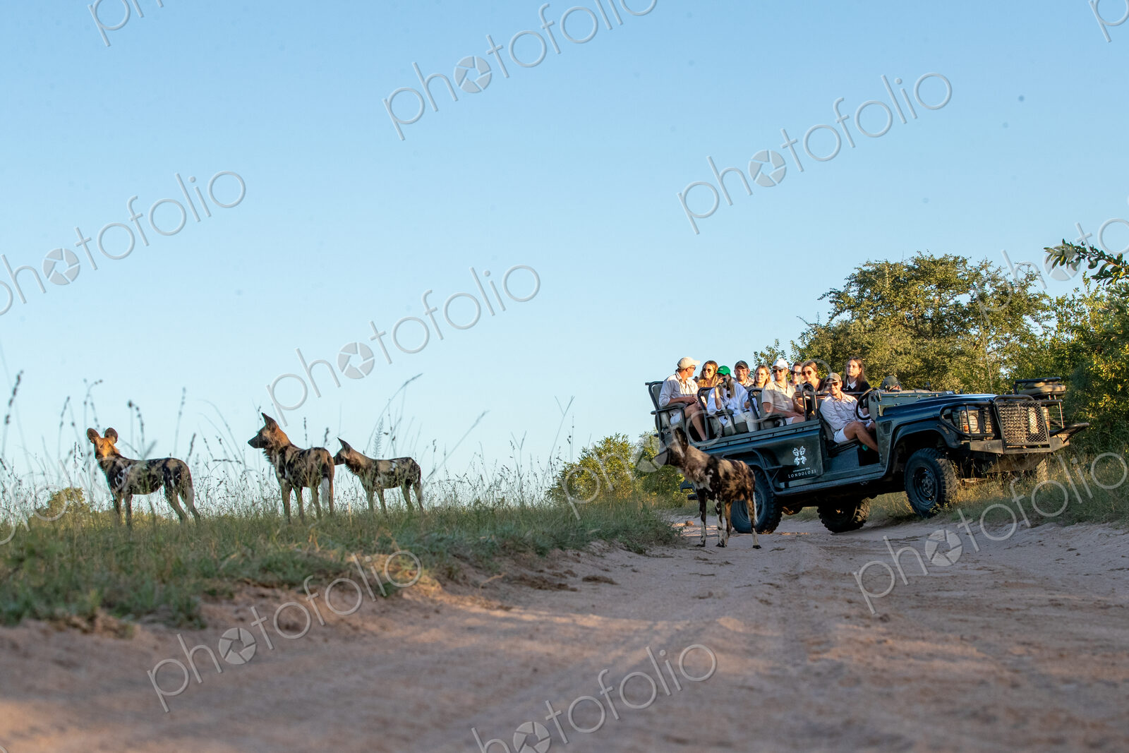 A low angle shot of a wild dog, Lycaon pictus, with a safari vehicle in the background.