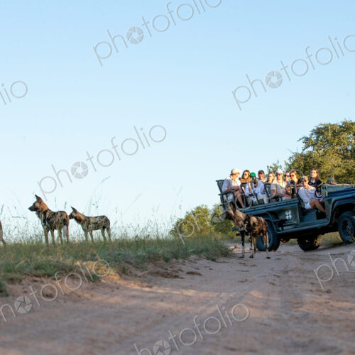 A low angle shot of a wild dog, Lycaon pictus, with a safari vehicle in the background. A low angle shot of a wild dog, Lycaon pictus, with a safari vehicle in the background.