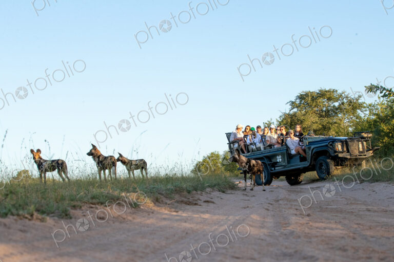 A low angle shot of a wild dog, Lycaon pictus, with a safari vehicle in the background.