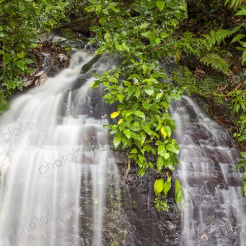 A lush tropical rainforest scene featuring a delicate waterfall cascading over dark… A lush tropical rainforest scene featuring a delicate waterfall cascading over dark…