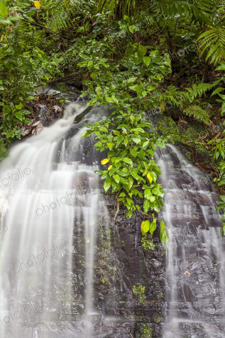 A lush tropical rainforest scene featuring a delicate waterfall cascading over dark…