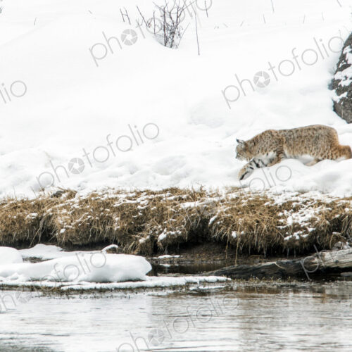 A lynx in snow on a riverbank in Yellowstone national park. A lynx in snow on a riverbank in Yellowstone national park.