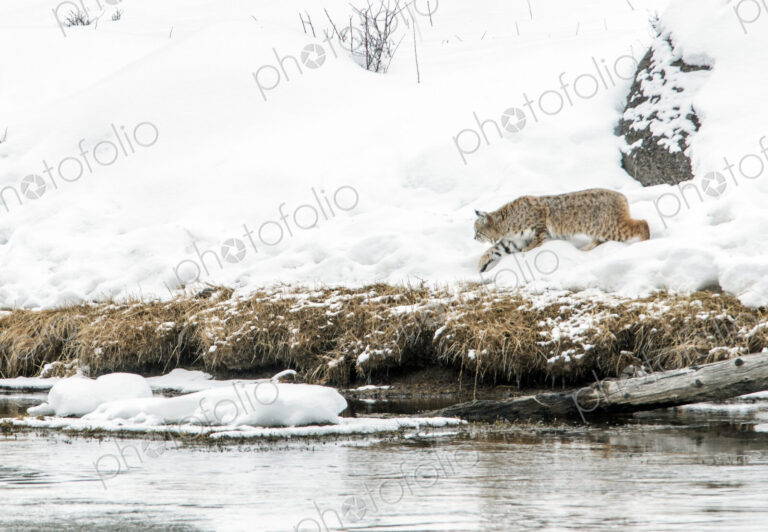 A lynx in snow on a riverbank in Yellowstone national park.