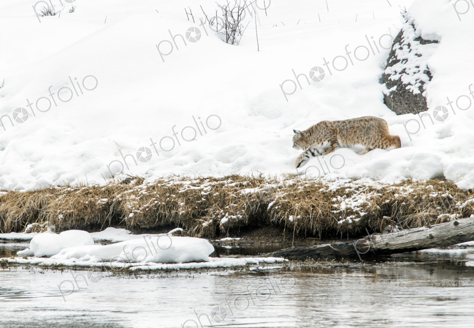 A lynx in snow on a riverbank in Yellowstone national park.
