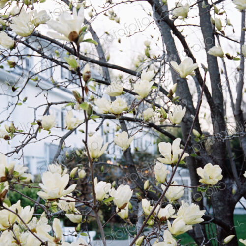A magnolia tree with large creamy blossoms, flowering in a hotel garden. A magnolia tree with large creamy blossoms, flowering in a hotel garden.