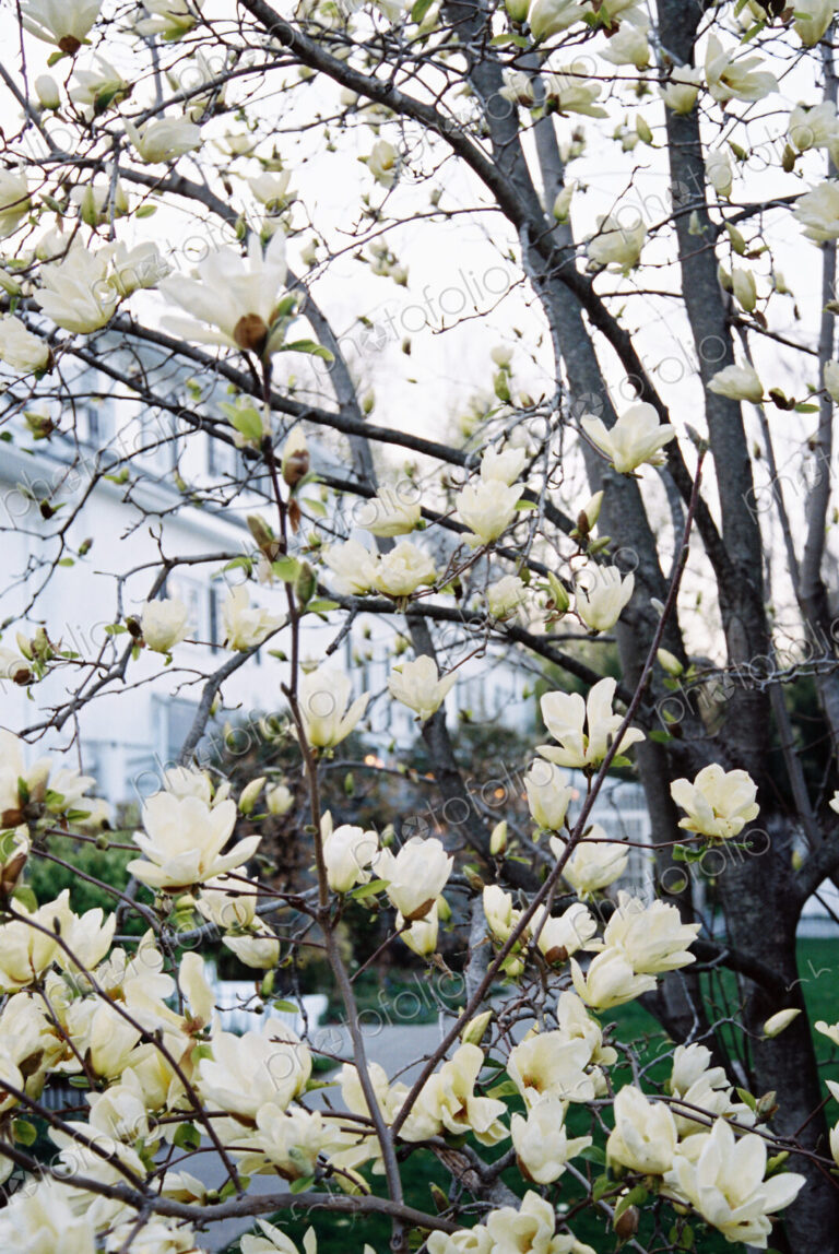A magnolia tree with large creamy blossoms, flowering in a hotel garden.