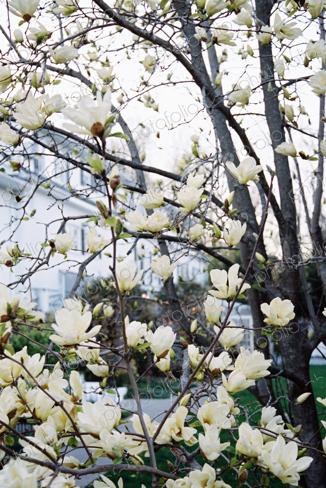 A magnolia tree with large creamy blossoms, flowering in a hotel garden.