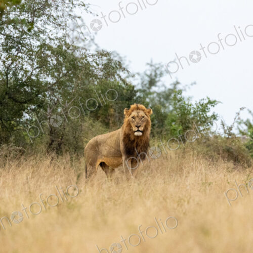 A male Lion, Panthera leo, standing in grass, wide angle shot.