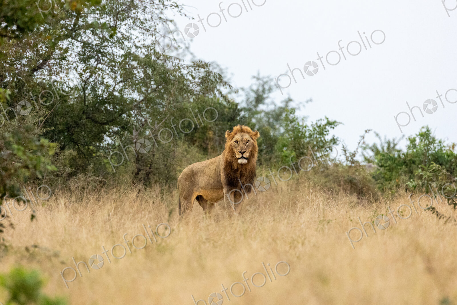 A male Lion, Panthera leo, standing in grass, wide angle shot.