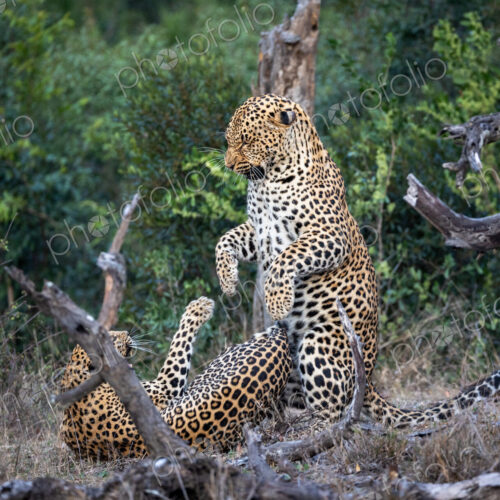 A male and a female leopard, Panthera pardus, fighting with each other. A male and a female leopard, Panthera pardus, fighting with each other.