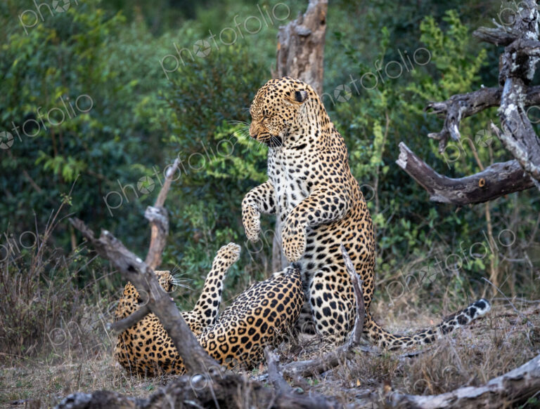 A male and a female leopard, Panthera pardus, fighting with each other.
