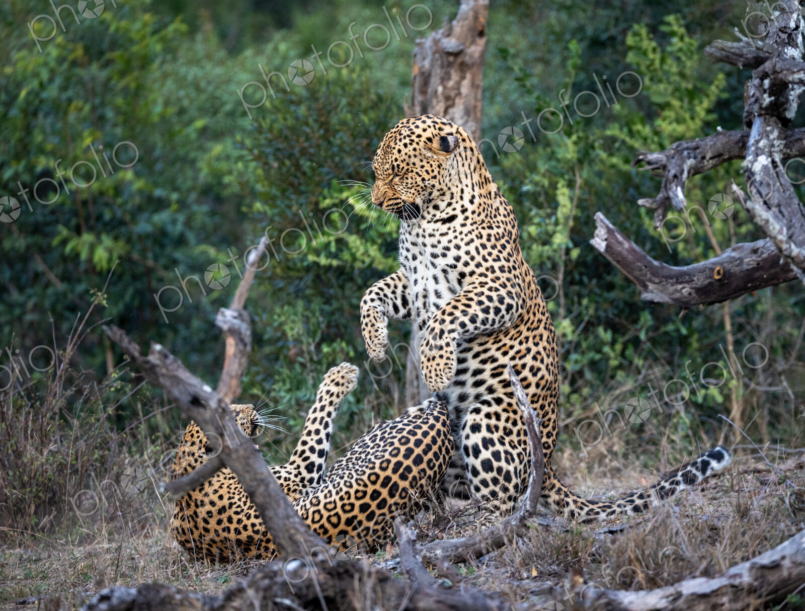 A male and a female leopard, Panthera pardus, fighting with each other.