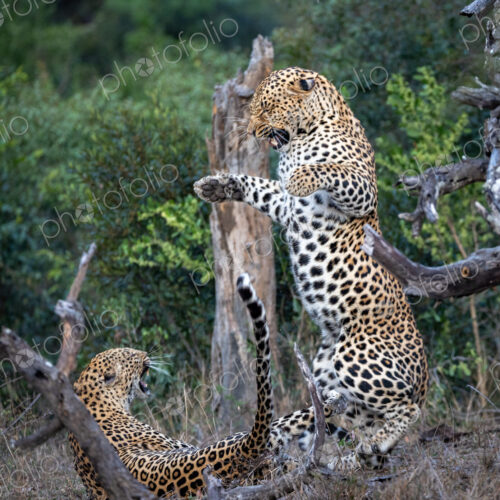 A male and a female leopard, Panthera pardus, fighting with each other. A male and a female leopard, Panthera pardus, fighting with each other.