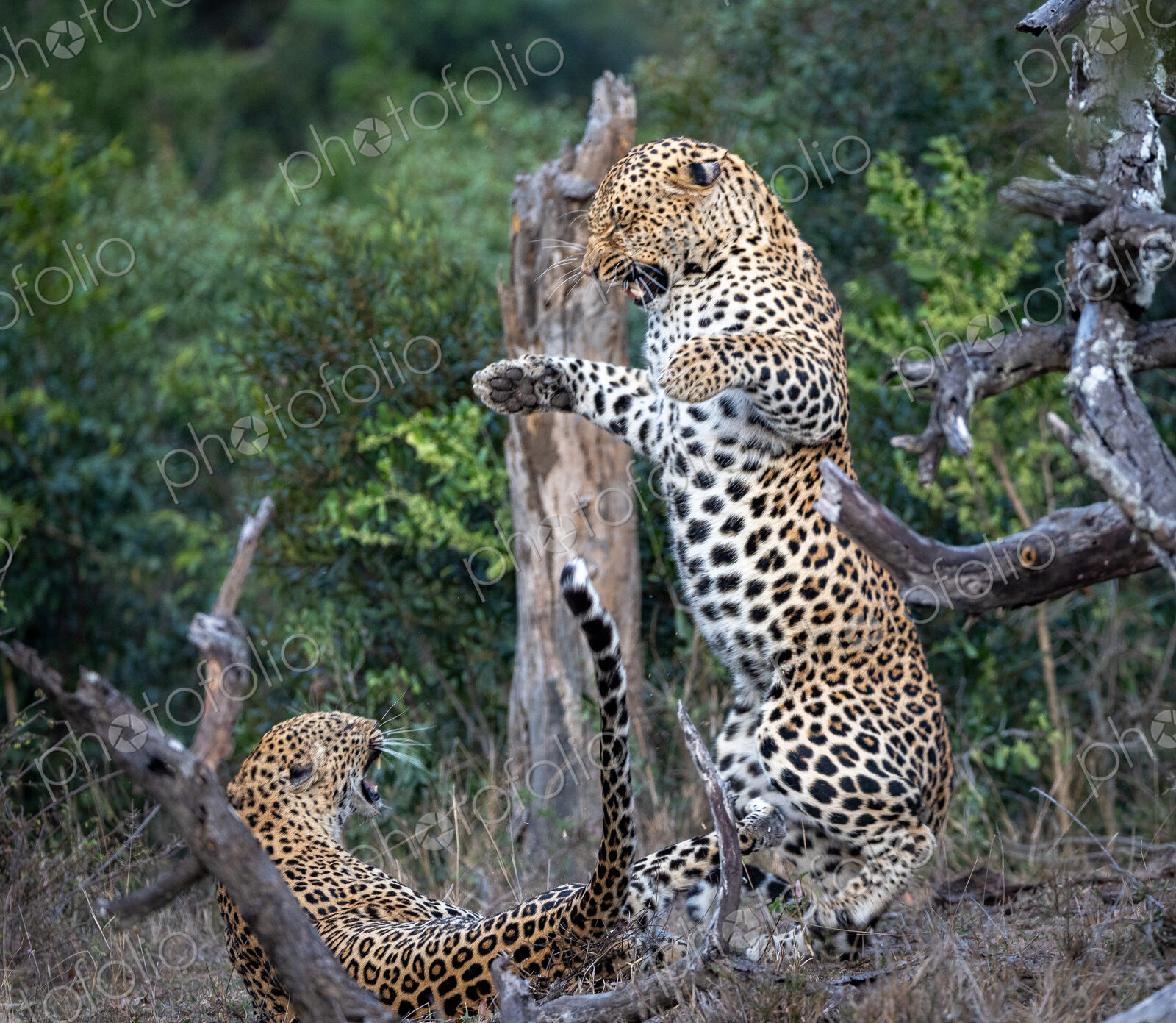 A male and a female leopard, Panthera pardus, fighting with each other.