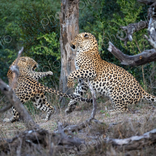 A male and a female leopard, Panthera pardus, fighting with each other. A male and a female leopard, Panthera pardus, fighting with each other.