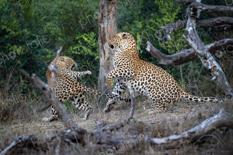 A male and a female leopard, Panthera pardus, fighting with each other.