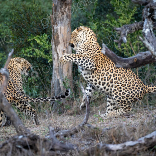 A male and a female leopard, Panthera pardus, fighting with each other. A male and a female leopard, Panthera pardus, fighting with each other.