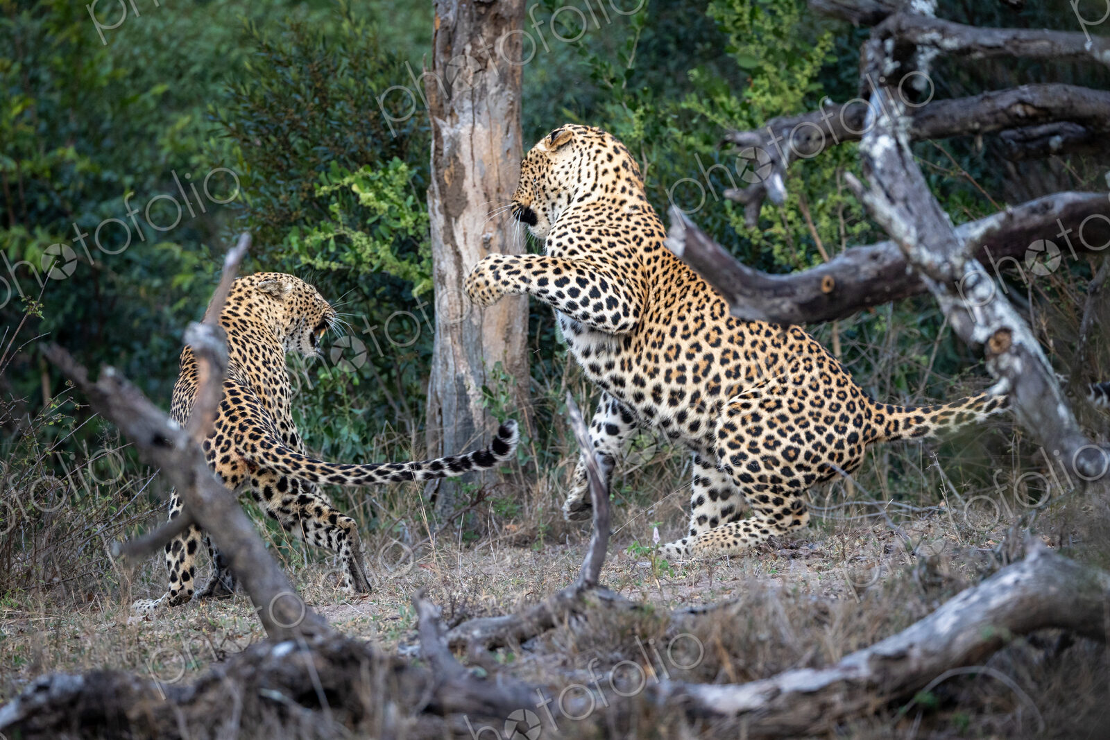 A male and a female leopard, Panthera pardus, fighting with each other.
