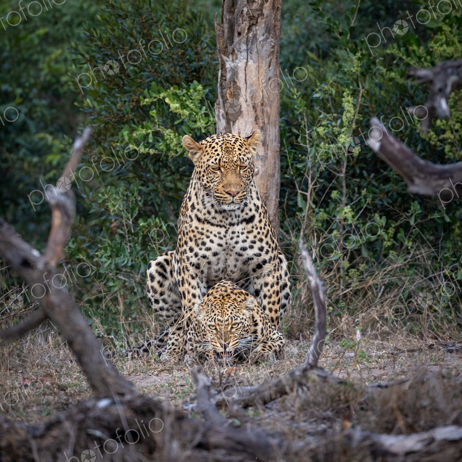 A male and a female leopard, Panthera pardus, mating.