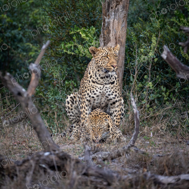 A male and a female leopard, Panthera pardus, mating.