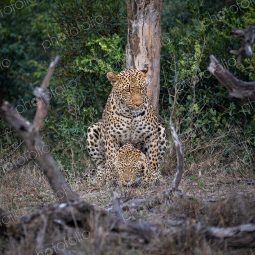 A male and a female leopard, Panthera pardus, mating. A male and a female leopard, Panthera pardus, mating.