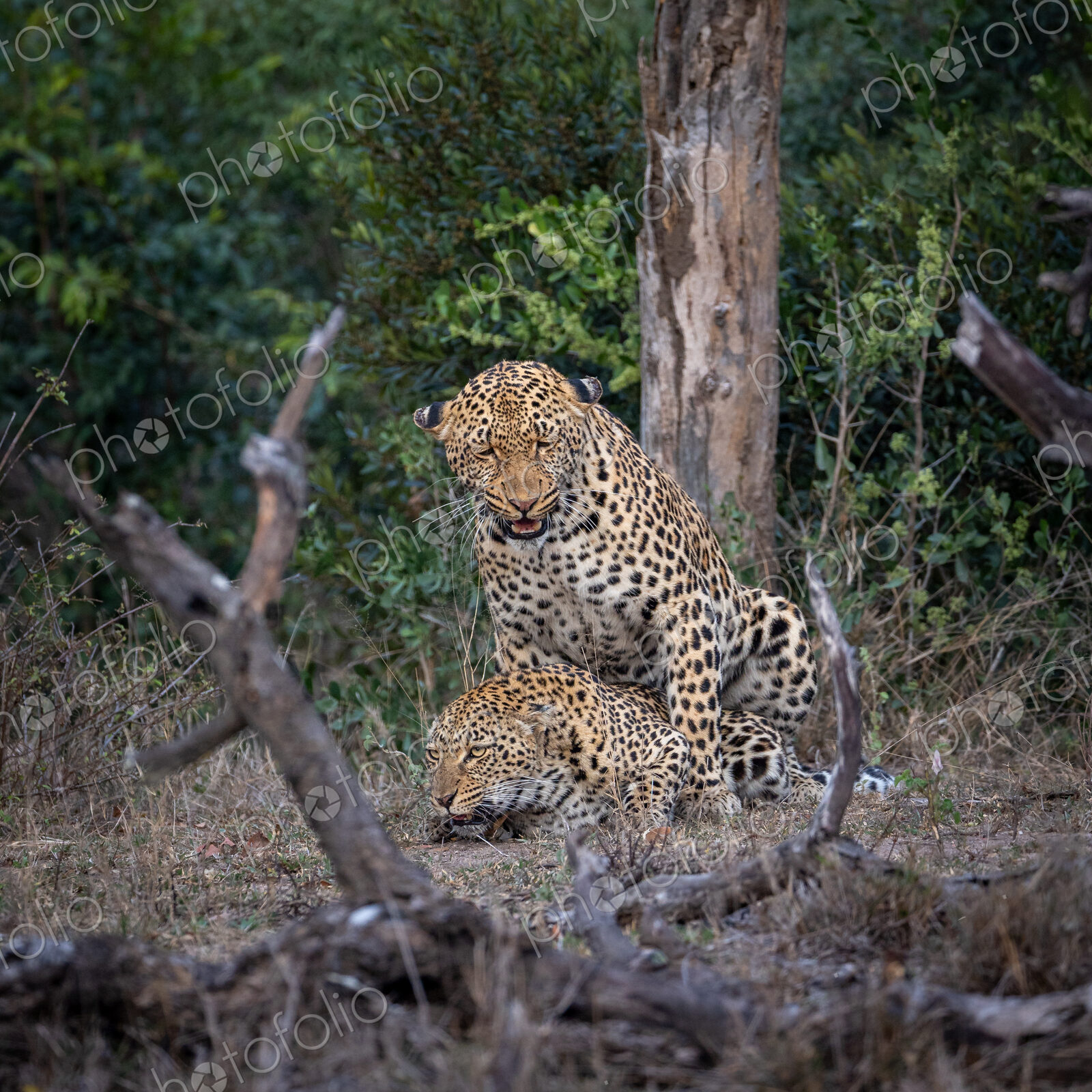 A male and a female leopard, Panthera pardus, mating.