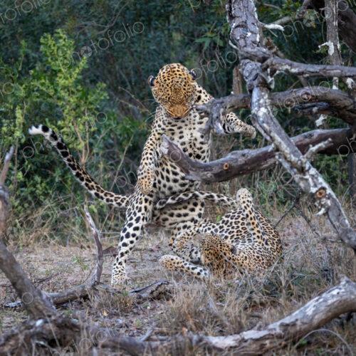 A male and a female leopard, Panthera pardus, mating. A male and a female leopard, Panthera pardus, mating.