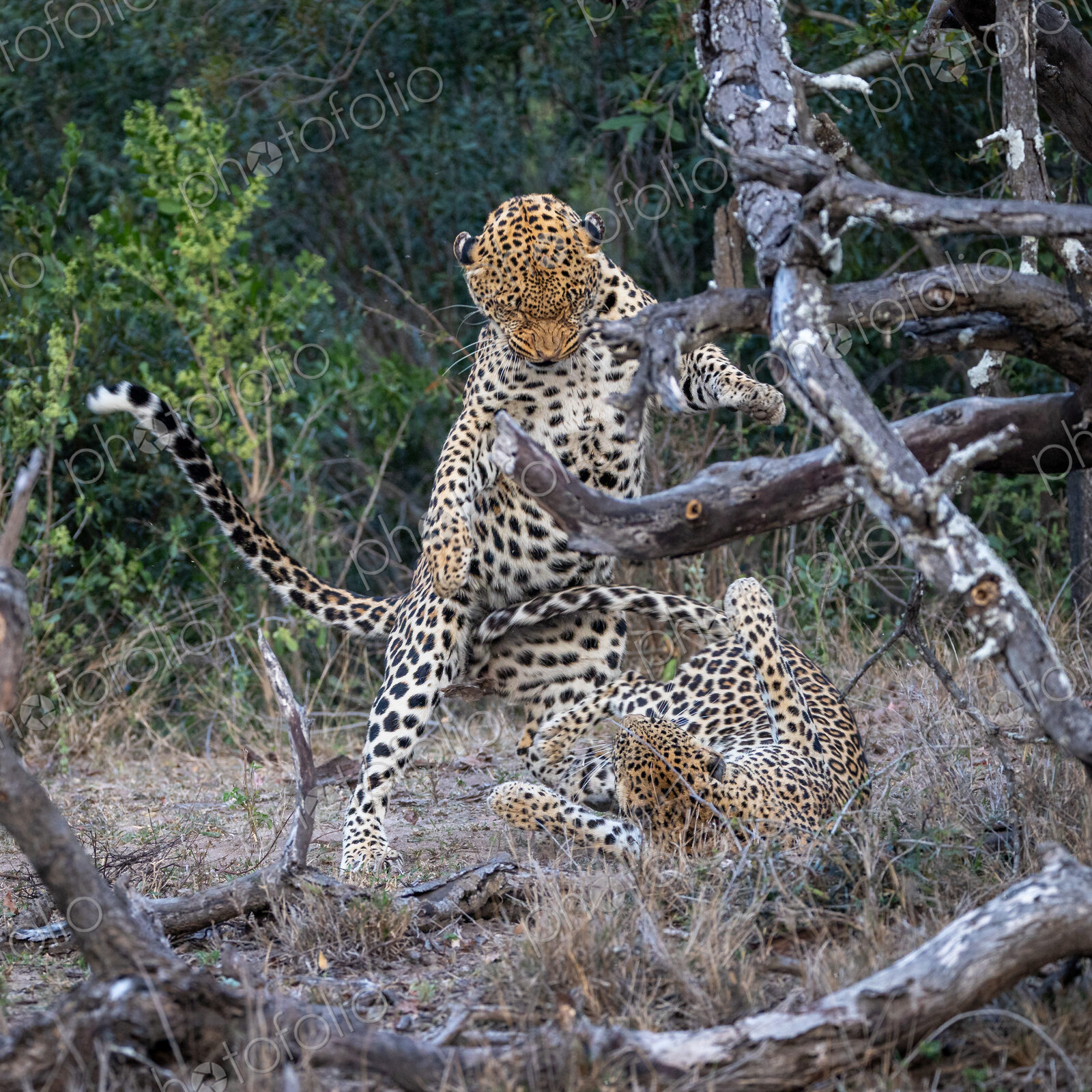 A male and a female leopard, Panthera pardus, mating.