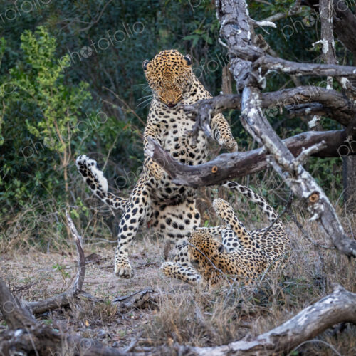 A male and a female leopard, Panthera pardus, mating. A male and a female leopard, Panthera pardus, mating.