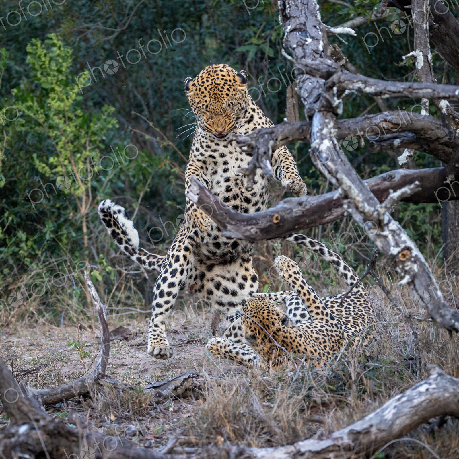 A male and a female leopard, Panthera pardus, mating.