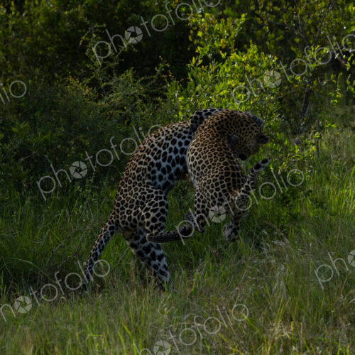 A male and a female leopard, Panthera pardus, play together.