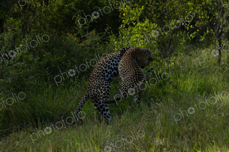 A male and a female leopard, Panthera pardus, play together.