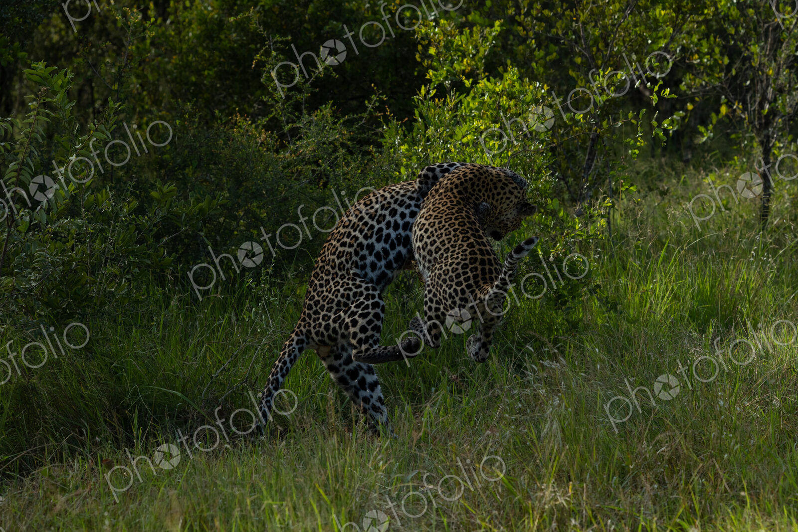A male and a female leopard, Panthera pardus, play together.