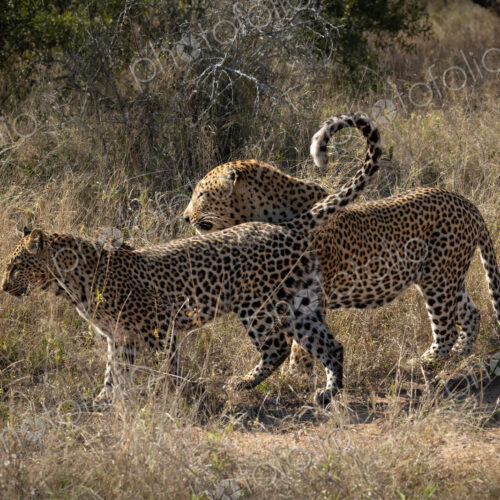A male and female leopard, Panthera Pardus, mating. A male and female leopard, Panthera Pardus, mating.