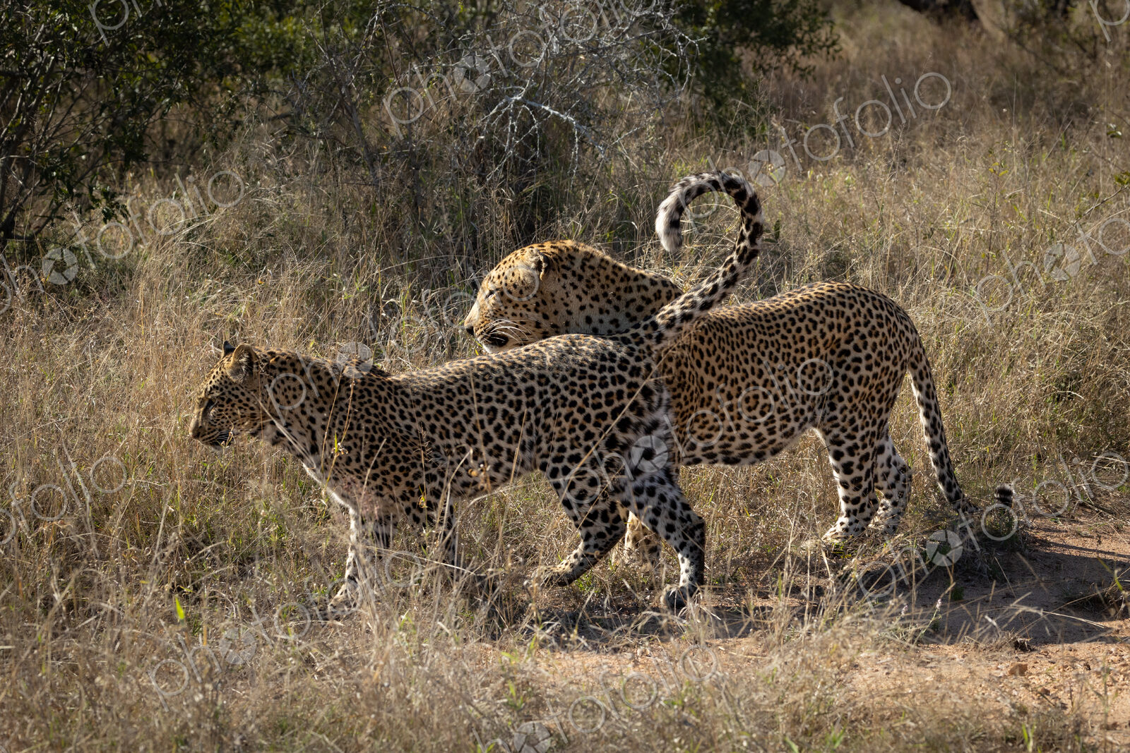A male and female leopard, Panthera Pardus, mating.